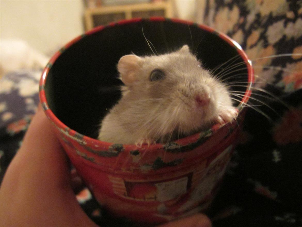 Dværghamster Bimmer ¤ Tykke ¤ - Bimmer i jule-humør ! <3 billede 15