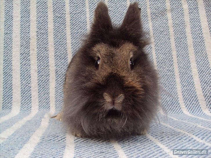 Kanin *Rikke&Sia / / Stald Jürs* Trunde billede 6