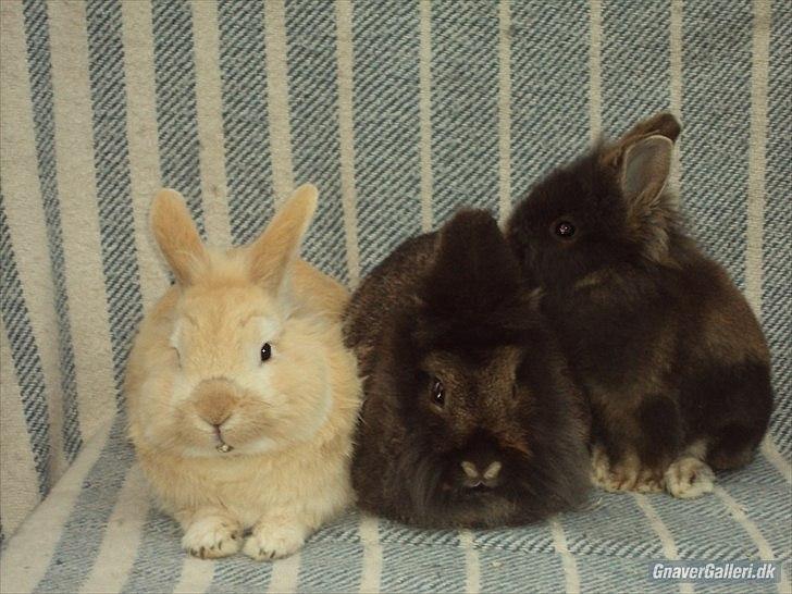 Kanin *Rikke&Sia / / Stald Jürs* Trunde - The family<3
Sofus, Trunde & Cookie! billede 7