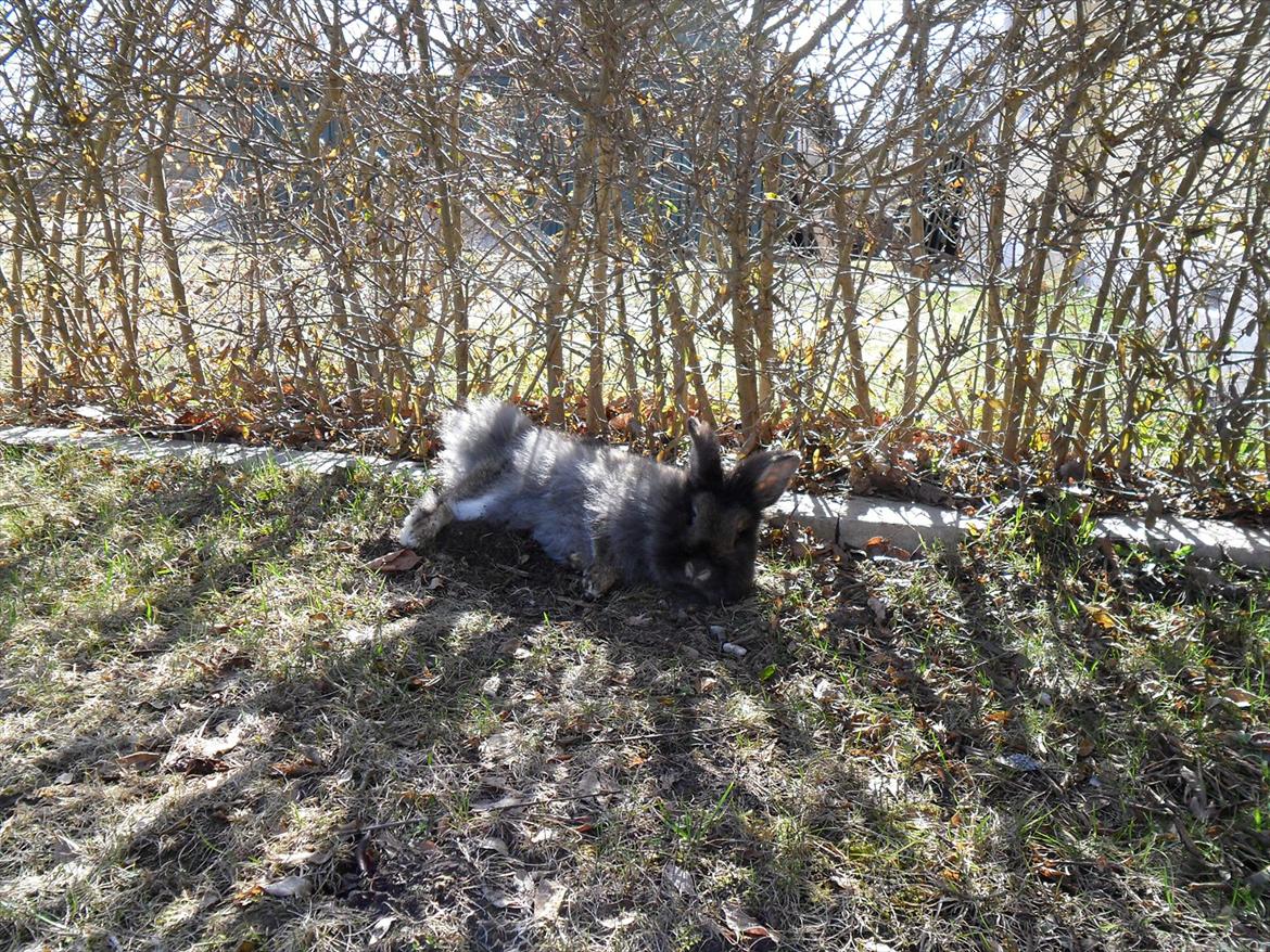 Kanin *Rikke&Sia / / Stald Jürs* Trunde billede 8