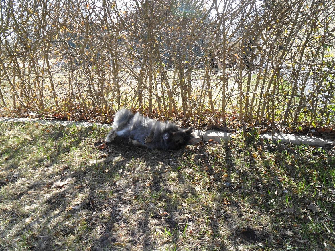 Kanin *Rikke&Sia / / Stald Jürs* Trunde billede 1