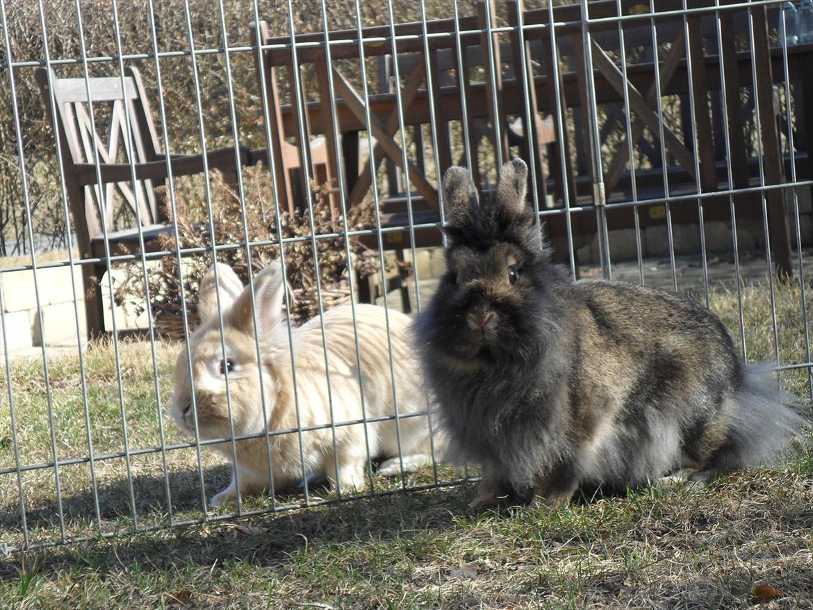 Kanin *Rikke&Sia / / Stald Jürs* Trunde billede 9