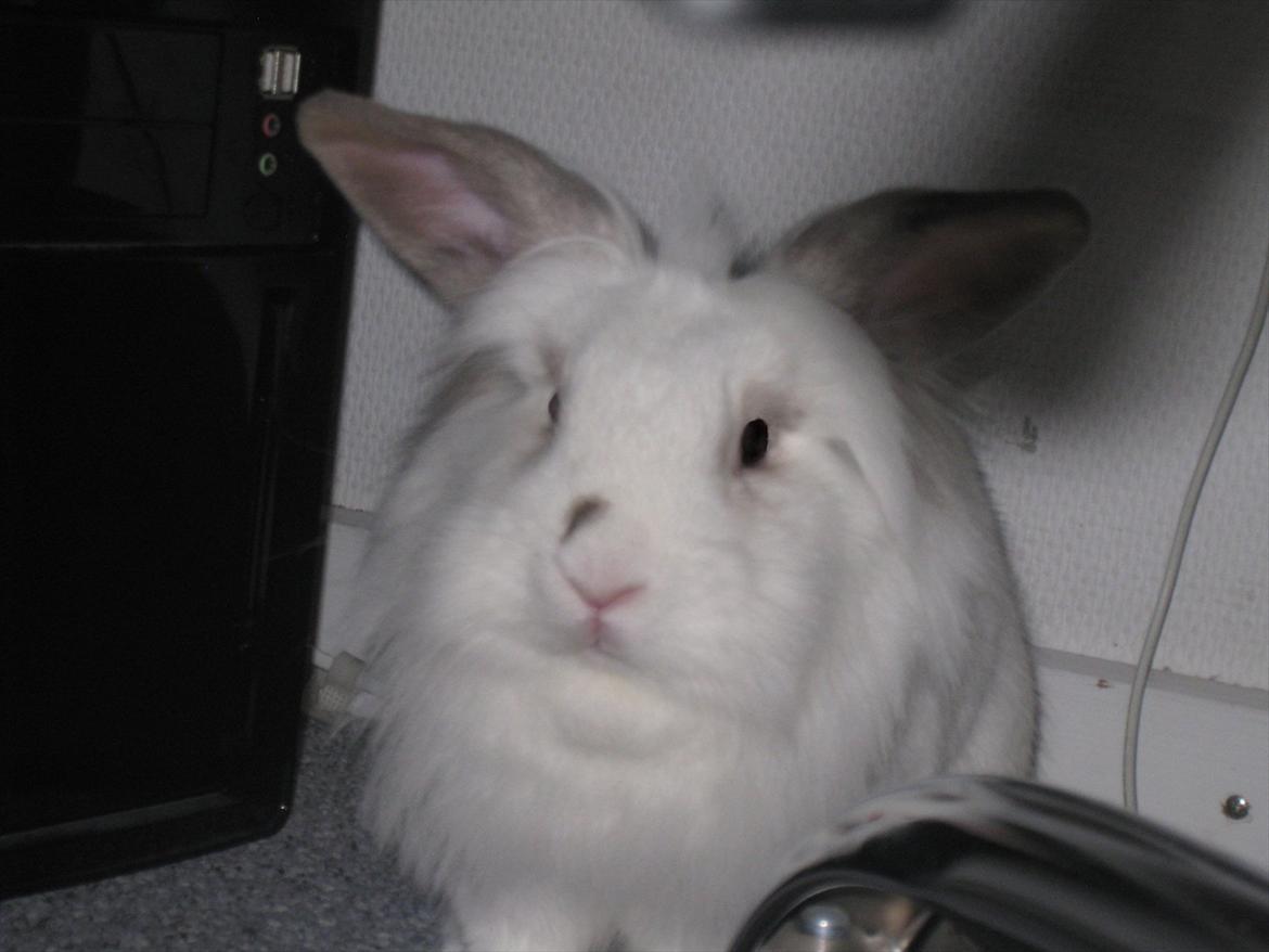 Kanin Vimse - Har redigered det billede 3