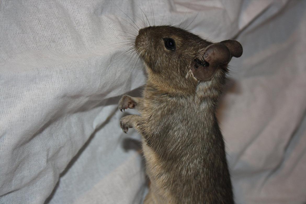 Degu Dolly billede 10