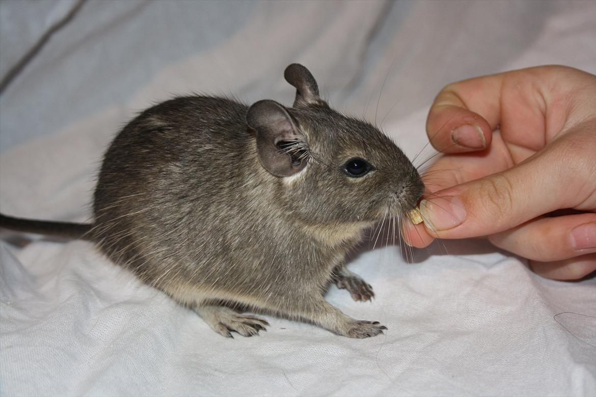 Degu Dolly billede 14