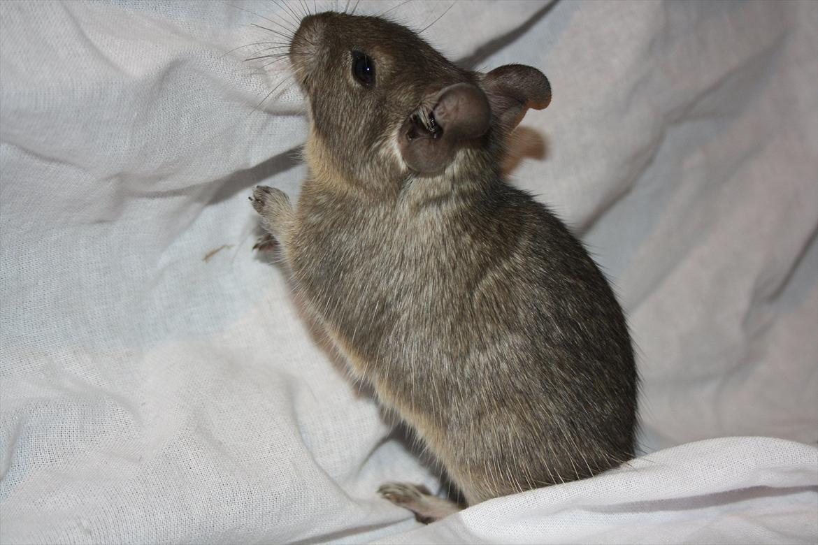 Degu Dolly billede 17