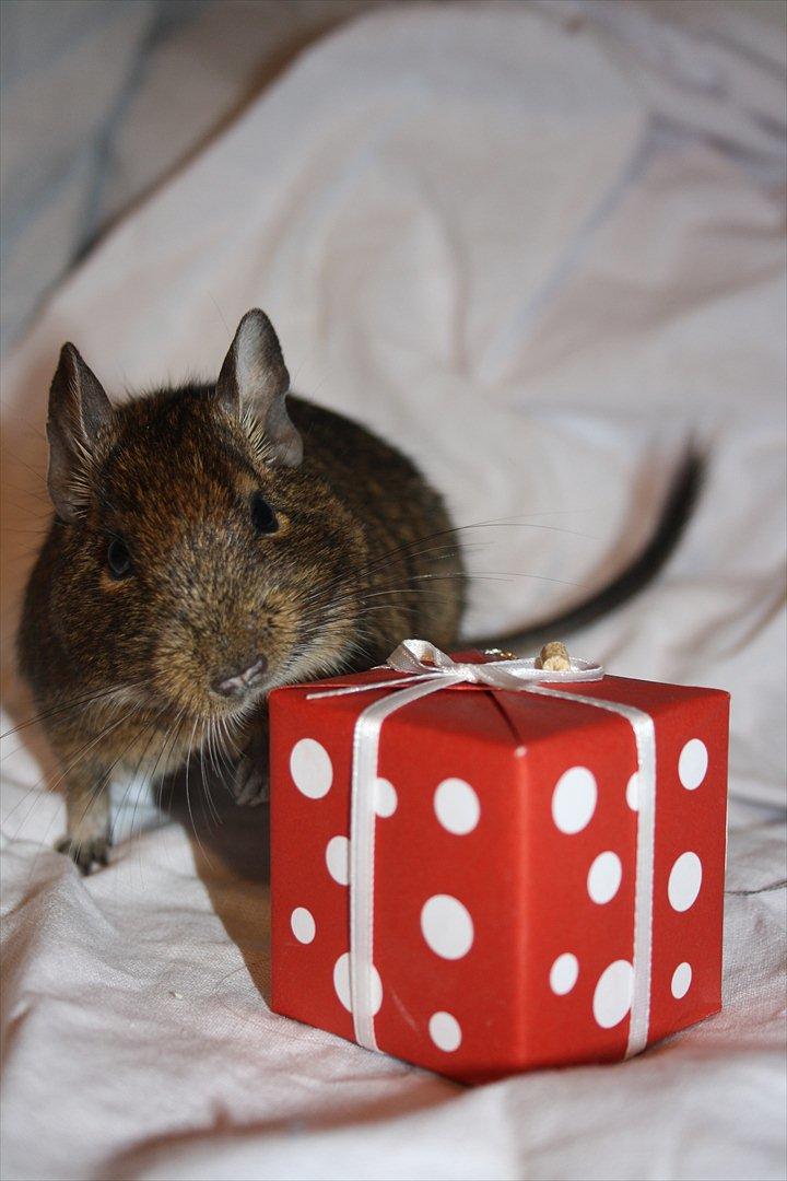 Degu Duffy billede 5