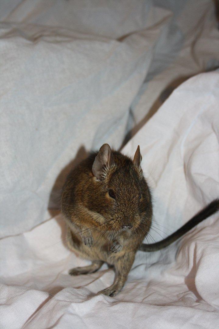 Degu Duffy billede 9