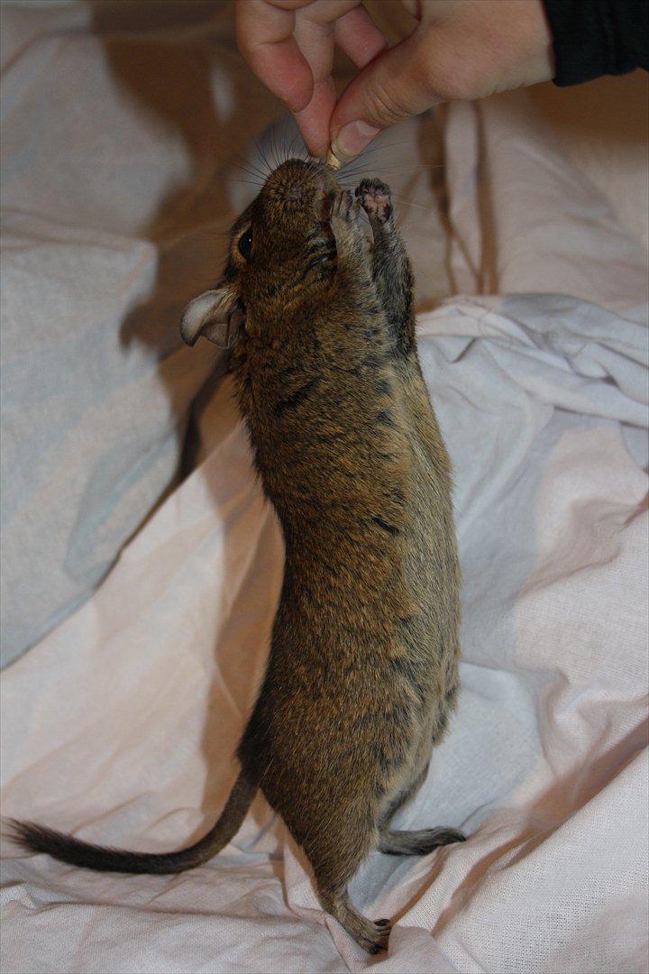 Degu Duffy billede 14