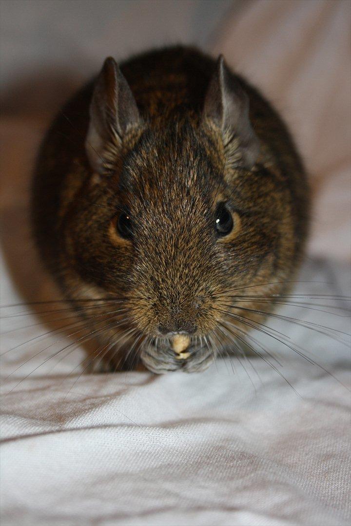 Degu Duffy billede 4