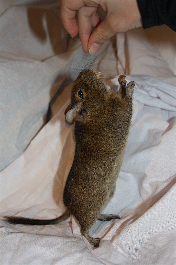 Degu Duffy billede 19