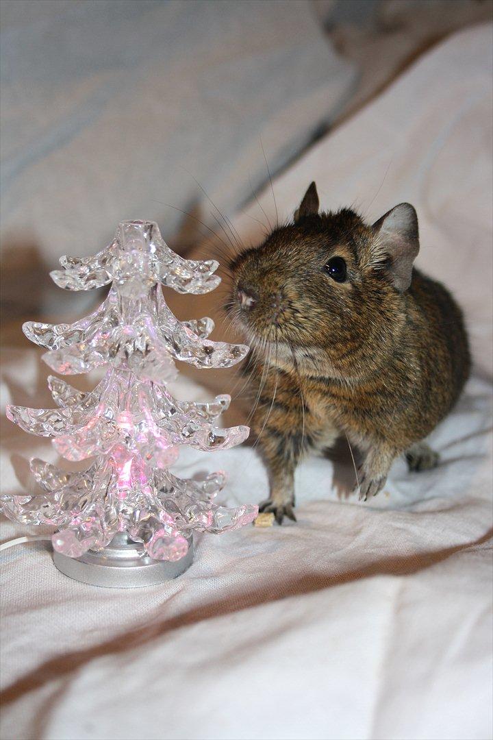 Degu Duffy billede 7