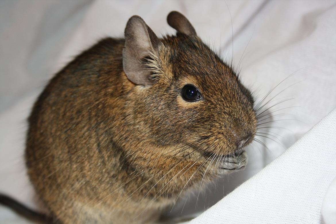 Degu Duffy billede 16