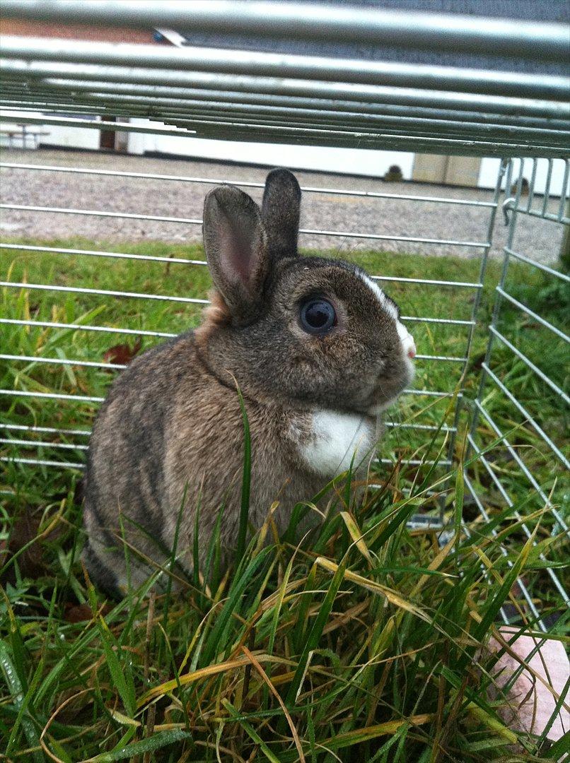 Kanin Maggie - Maggie i udendørs buret :) billede 4