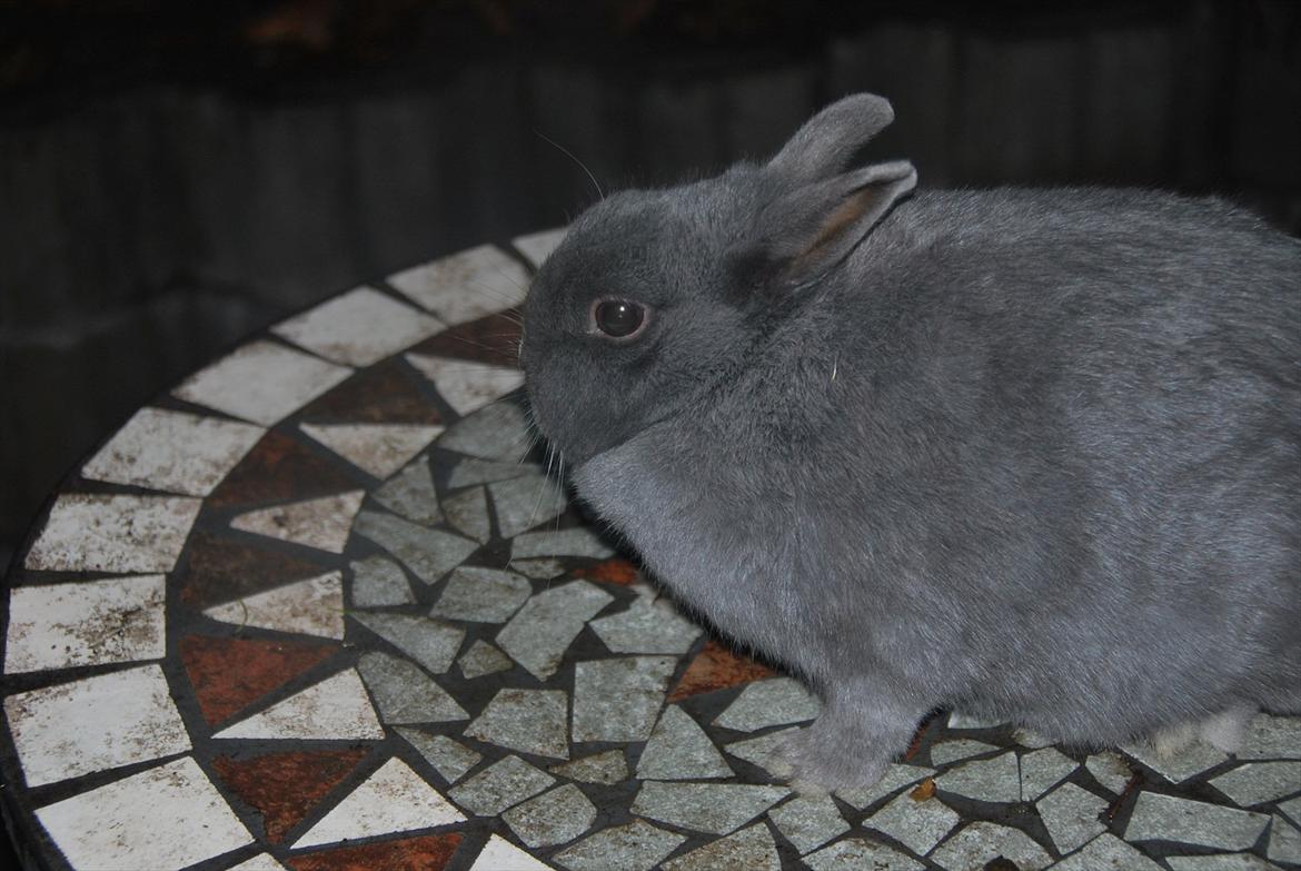 Kanin Hermelin | Fnugge;* billede 13