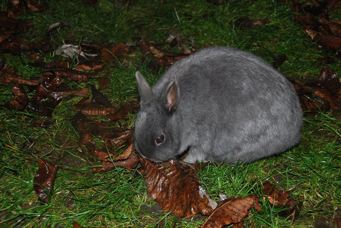 Kanin Hermelin | Fnugge;* billede 14