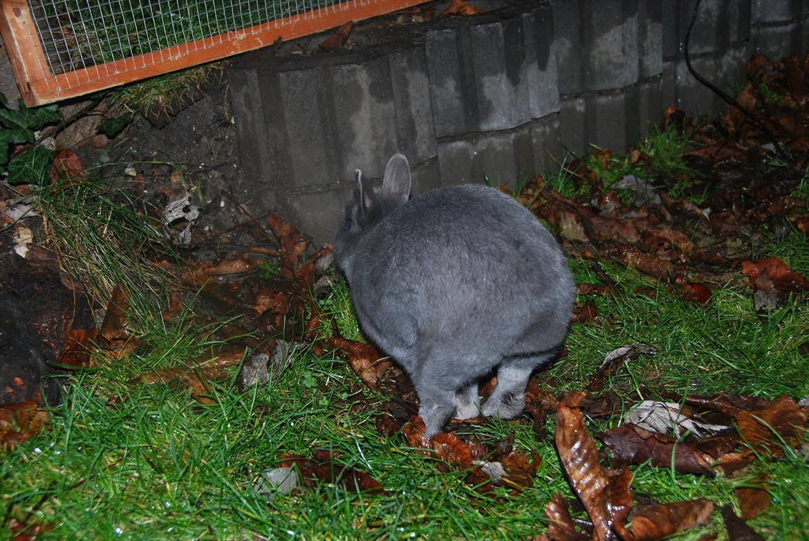 Kanin Hermelin | Fnugge;* billede 15