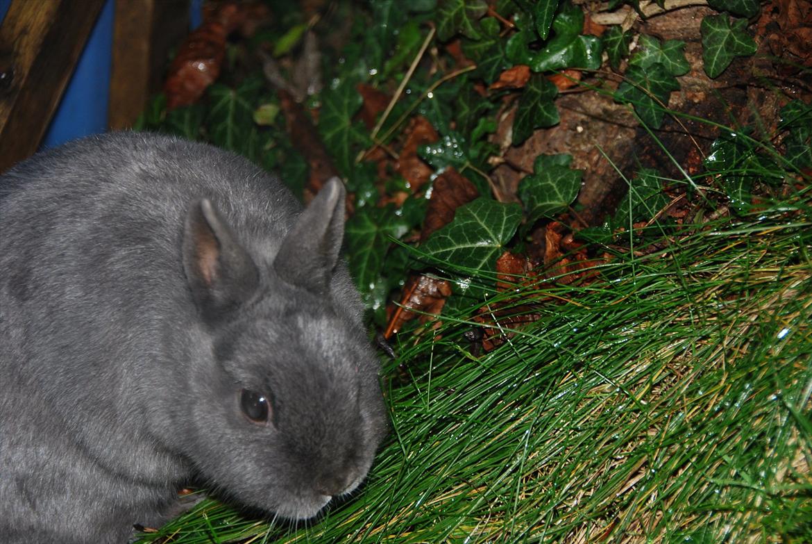 Kanin Hermelin | Fnugge;* billede 16