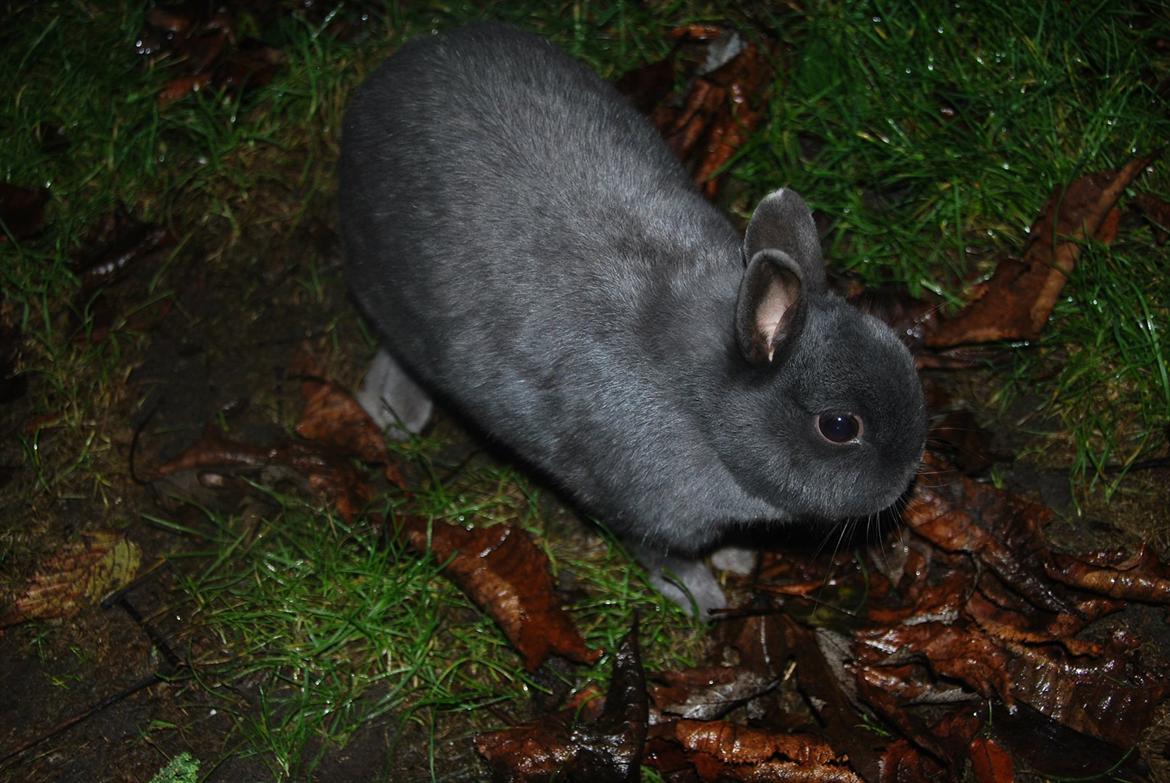 Kanin Hermelin | Fnugge;* billede 17