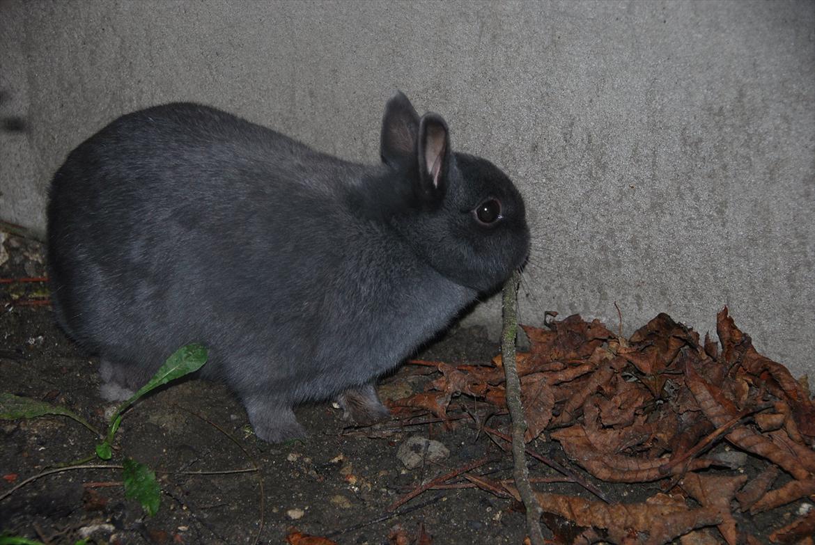 Kanin Hermelin | Fnugge;* billede 18