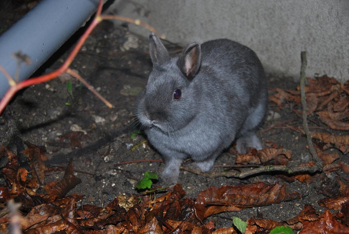 Kanin Hermelin | Fnugge;* billede 19