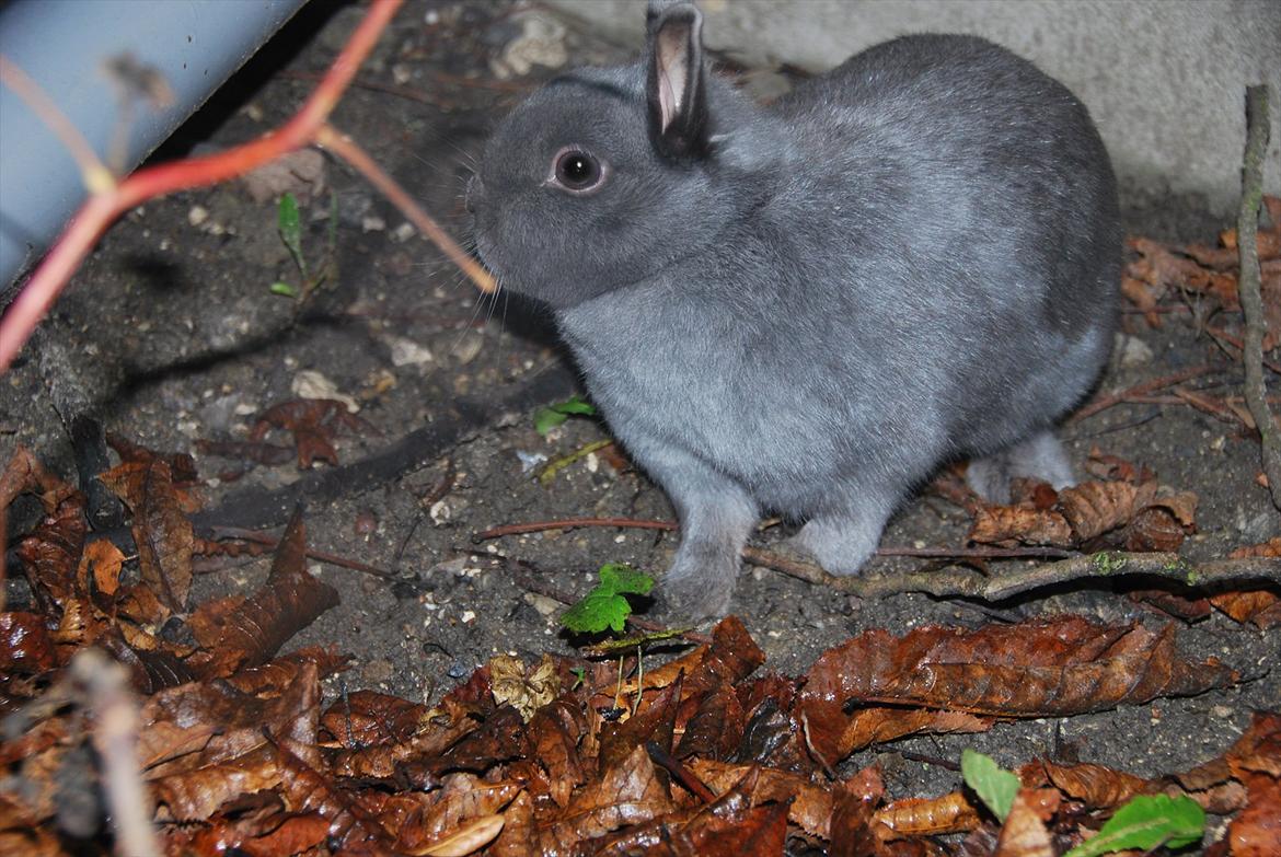 Kanin Hermelin | Fnugge;* billede 20