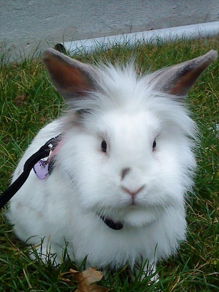 Kanin Vimse - udendørs springning det er Queens sele billede 4