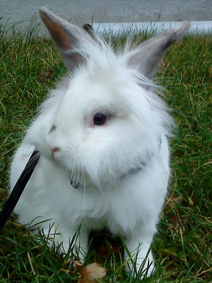 Kanin Vimse billede 2