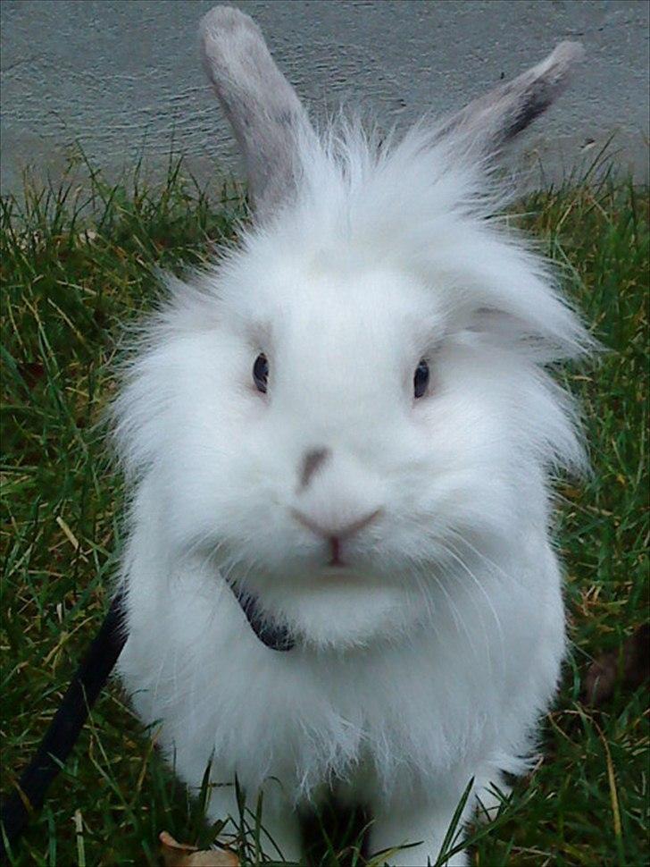 Kanin Vimse - cute :D billede 5