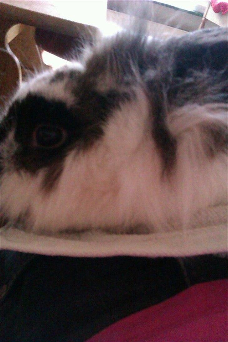 Kanin Stjernen´s Adidas!<3 - endelig er hun kommet hjem igen!<3 første billed da hun kom hjem!<3 billede 14