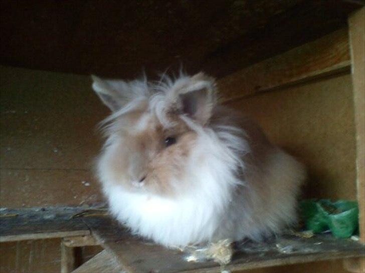 Kanin ¨˜°º•¤ Stald Kiwis Rosa ¤•º°˜¨  billede 3