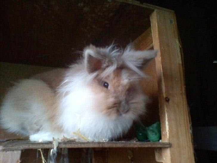 Kanin ¨˜°º•¤ Stald Kiwis Rosa ¤•º°˜¨  billede 4