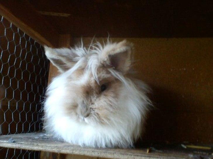 Kanin ¨˜°º•¤ Stald Kiwis Rosa ¤•º°˜¨  billede 6