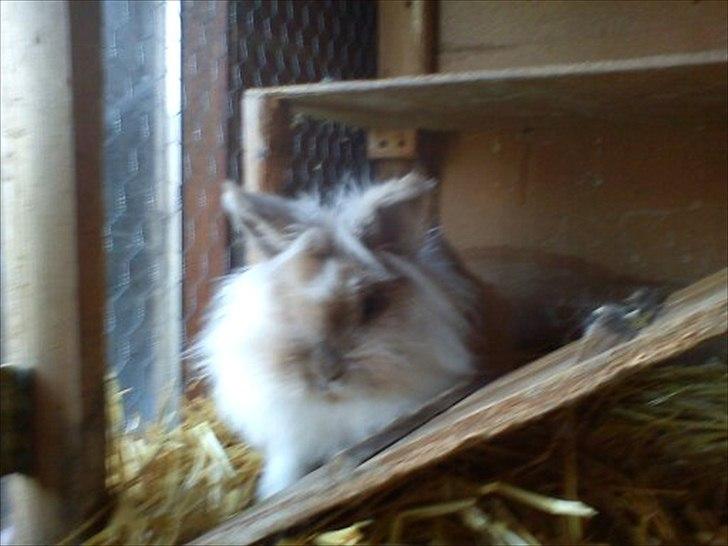 Kanin ¨˜°º•¤ Stald Kiwis Rosa ¤•º°˜¨  billede 8