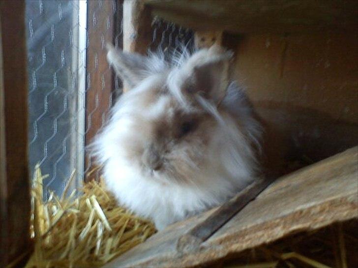 Kanin ¨˜°º•¤ Stald Kiwis Rosa ¤•º°˜¨  billede 9