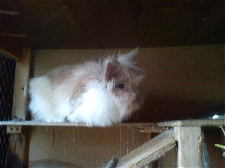 Kanin ¨˜°º•¤ Stald Kiwis Rosa ¤•º°˜¨  billede 12