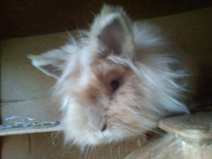 Kanin ¨˜°º•¤ Stald Kiwis Rosa ¤•º°˜¨  billede 14