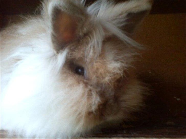 Kanin ¨˜°º•¤ Stald Kiwis Rosa ¤•º°˜¨  billede 15