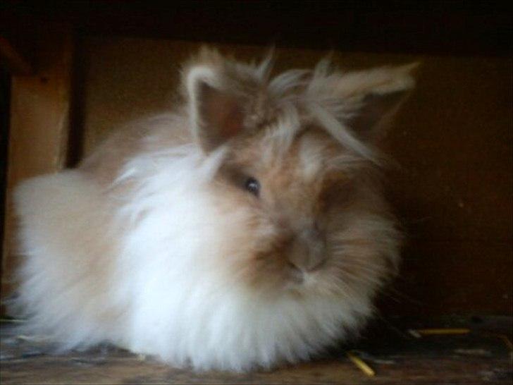 Kanin ¨˜°º•¤ Stald Kiwis Rosa ¤•º°˜¨  billede 16