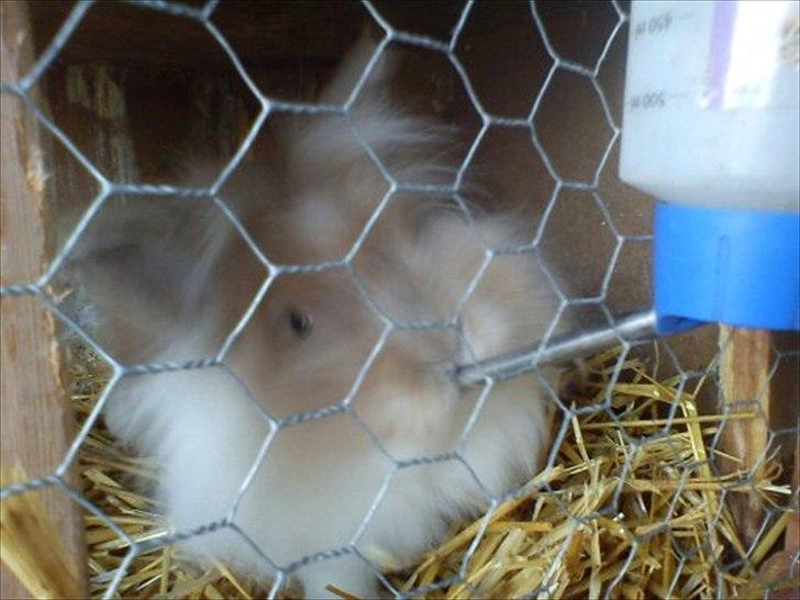 Kanin ¨˜°º•¤ Stald Kiwis Rosa ¤•º°˜¨  billede 17