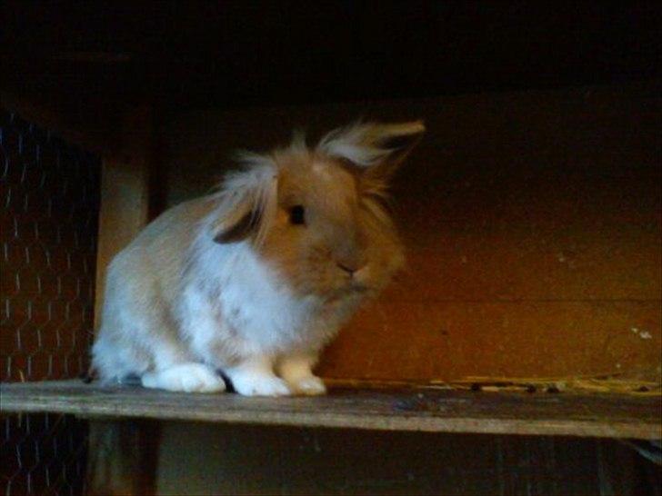 Kanin  ¨˜°º•¤ Stald Kiwis Felix ¤•º°˜¨  billede 13