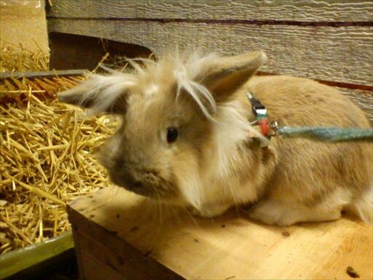 Kanin  ¨˜°º•¤ Stald Kiwis Felix ¤•º°˜¨  billede 14