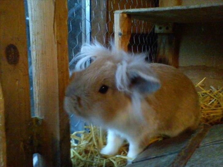 Kanin  ¨˜°º•¤ Stald Kiwis Felix ¤•º°˜¨  billede 15