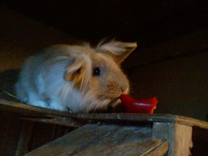 Kanin  ¨˜°º•¤ Stald Kiwis Felix ¤•º°˜¨  billede 16