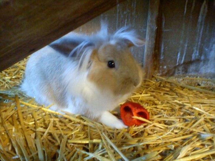 Kanin  ¨˜°º•¤ Stald Kiwis Felix ¤•º°˜¨  billede 17