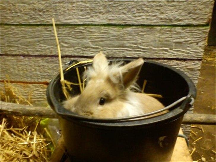 Kanin  ¨˜°º•¤ Stald Kiwis Felix ¤•º°˜¨  billede 18