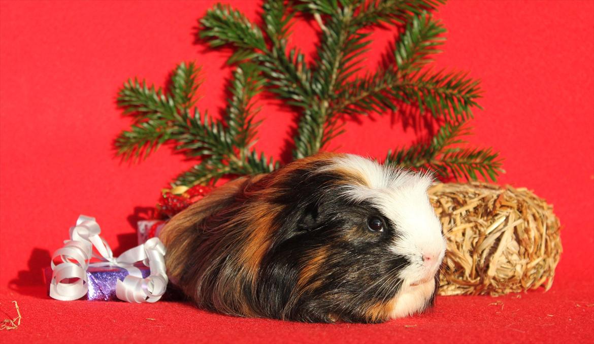 Marsvin Bum Bum billede 1