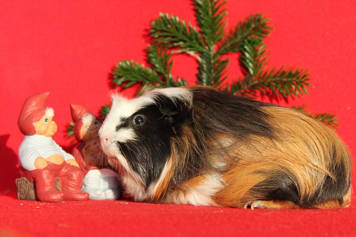 Marsvin Bum Bum billede 2