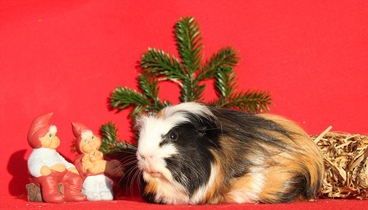 Marsvin Bum Bum billede 3