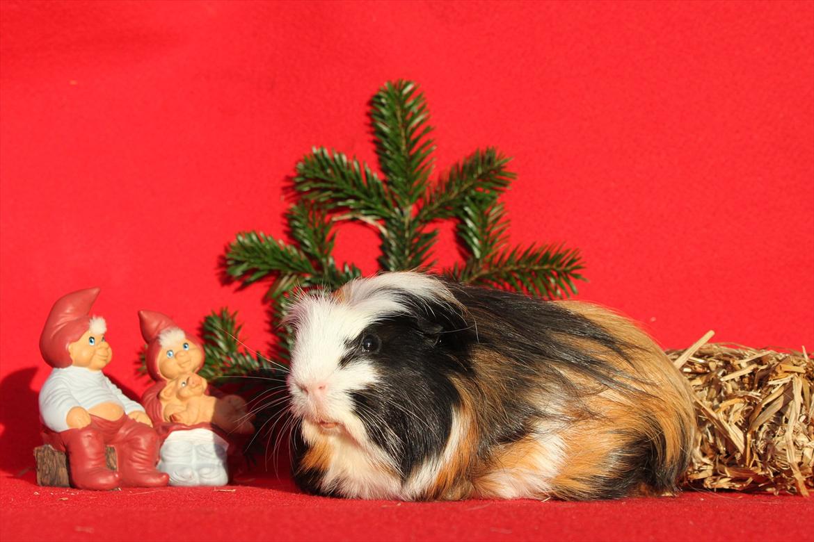 Marsvin Bum Bum billede 4